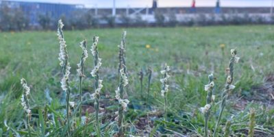 La floraison des Spiranthes d’automne en Normandie