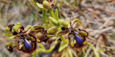 L&rsquo;Ophrys miroir observé sur le littoral du Calvados !