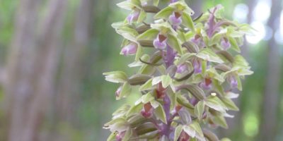 Orchidées de fin d’été: le Calvados à l’honneur