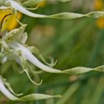 Himantoglossum Hircinum par Guy Béteille