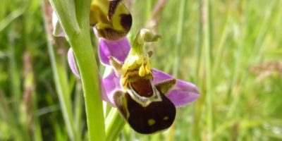 Une recherche « plaisir ».À la découverte des ophrys-abeille manchots !