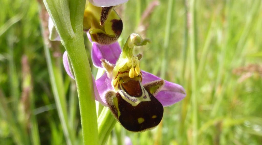 Ophrys Apifera