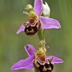 Ophrys Apifera par Guy Béteille
