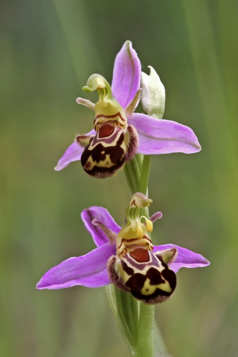 Ophrys Apifera par Guy Béteille