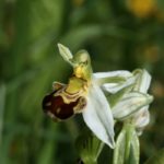 Ophrys Apifera par Isabelle Colin-Tocquaine