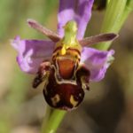 Ophrys Apifera par Claire Perrachon
