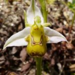 Ophrys Apifera par Christian Noël