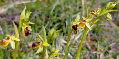 Ophrys araneola(ou litigiosa ou virescens)