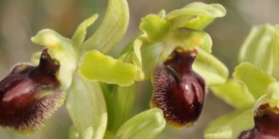 Ophrys araneola(ou litigiosa ou virescens)