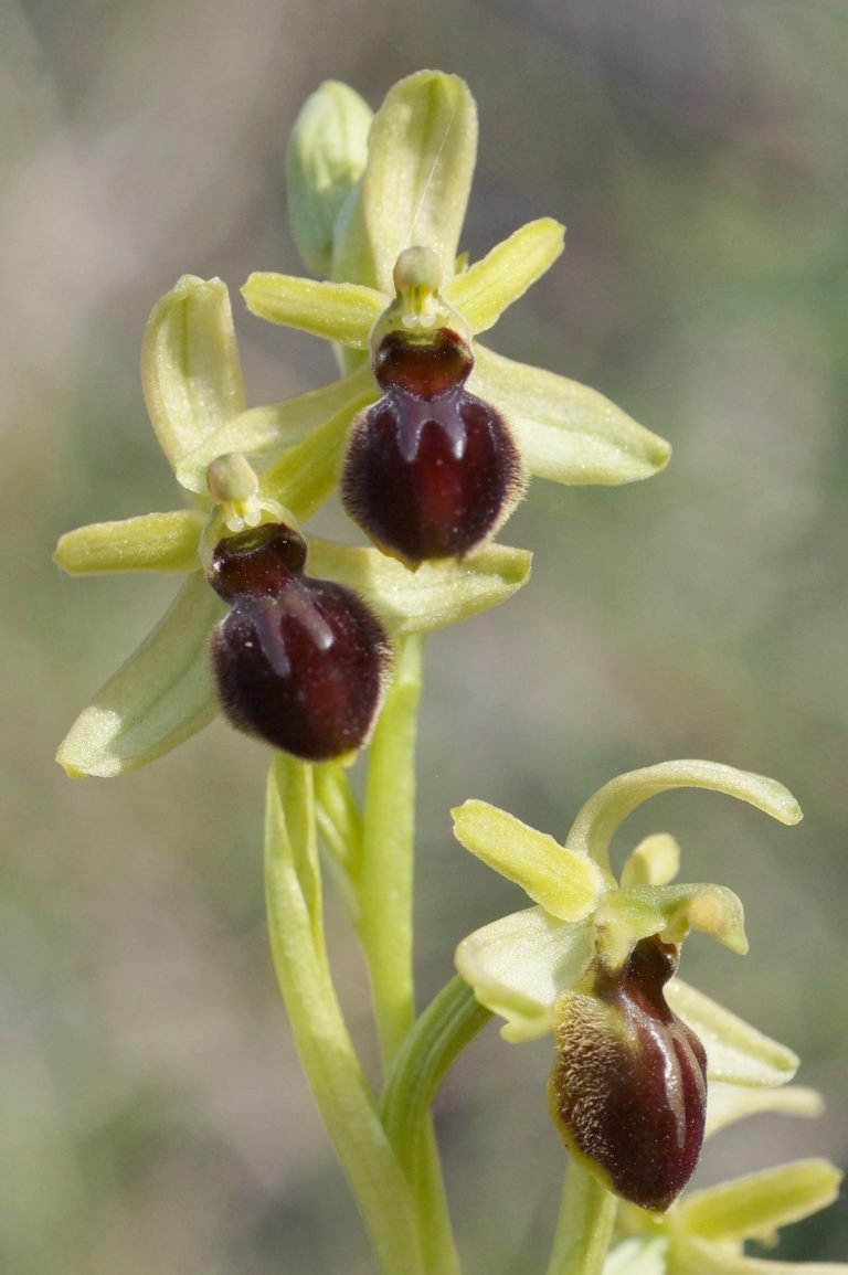 Ophrys Araneola par Evelyne Clée