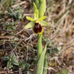 Ophrys Araneola par Guy Béteille