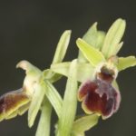 Ophrys Araneola par Georgette Lecarpentier