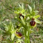 Ophrys Araneola par Christian Noël