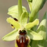 Ophrys Araneola par Philippe Hernoë