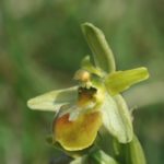 Ophrys Araneola par Isabelle Colin-Tocquaine