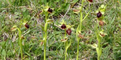 Ophrys aranifera(ou sphegodes)