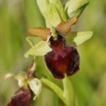 Ophrys Aranifera par Evelyne Clée