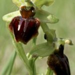 Ophrys Aranifera par Georgette Lecarpentier