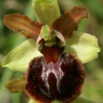 Ophrys Aranifera par Georgette Lecarpentier