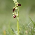 Ophrys Aranifera par Philippe Hernoë