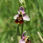 Ophrys Fuciflora par Georgette Lecarpentier