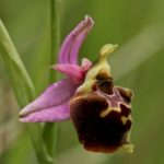 Ophrys Fuciflora par Claire Perrachon