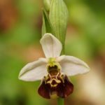 Ophrys Fuciflora par Evelyne Clée