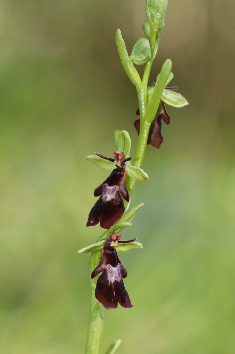Ophrys Insectifera par Evelyne Clée