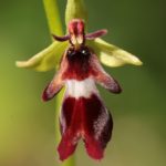Ophrys Insectifera par Claire Perrachon