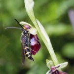 Ophrys Insectifera par Georgette Lecarpentier