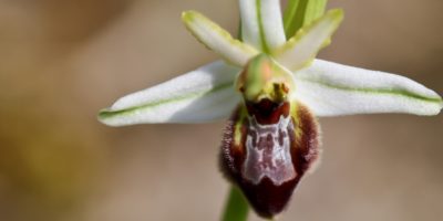 Ophrys splendida(ou arachnitiformis)