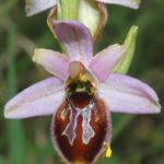 Ophrys Splendida par Stéphane Chodan