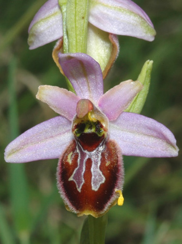 Ophrys Splendida par Stéphane Chodan