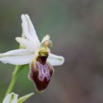 Ophrys Splendida par Guy Béteille