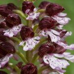 Orchis Purpurea par Guy Béteille