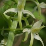 Platanthera Bifolia par Georgette Lecarpentier