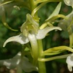 Platanthera Chlorantha par Georgette Lecarpentier
