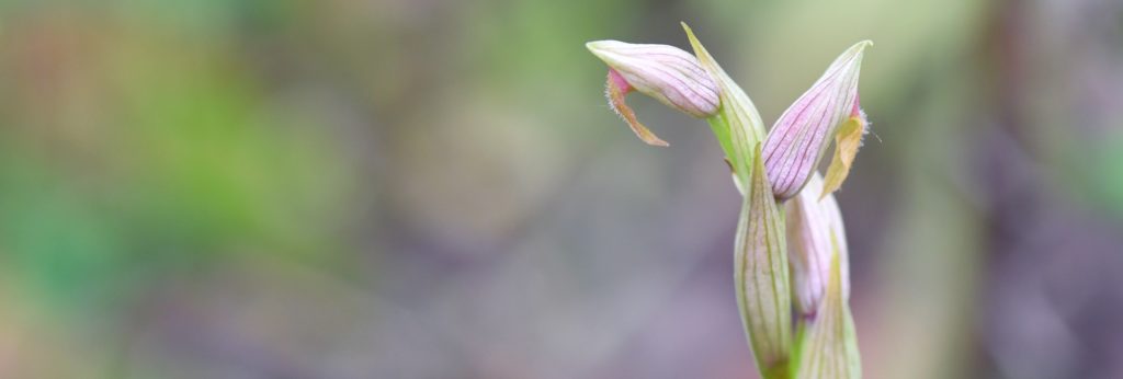 Serapias parviflora par Michel Beer SFO Normandie