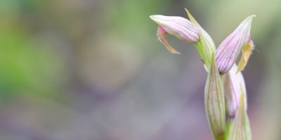 Serapias parviflora : une nouvelle orchidée en Normandie !